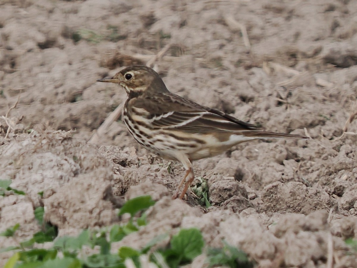 Siberian Pipit - ML646236711