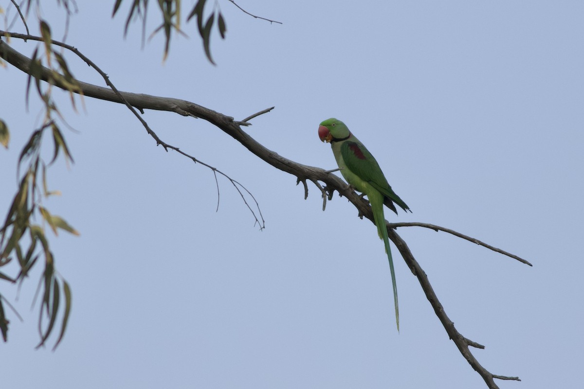 Alexandrine Parakeet - ML646236724