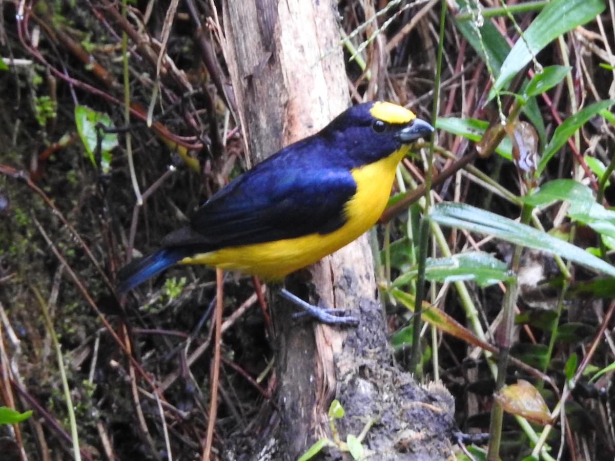 Thick-billed Euphonia - ML646236725