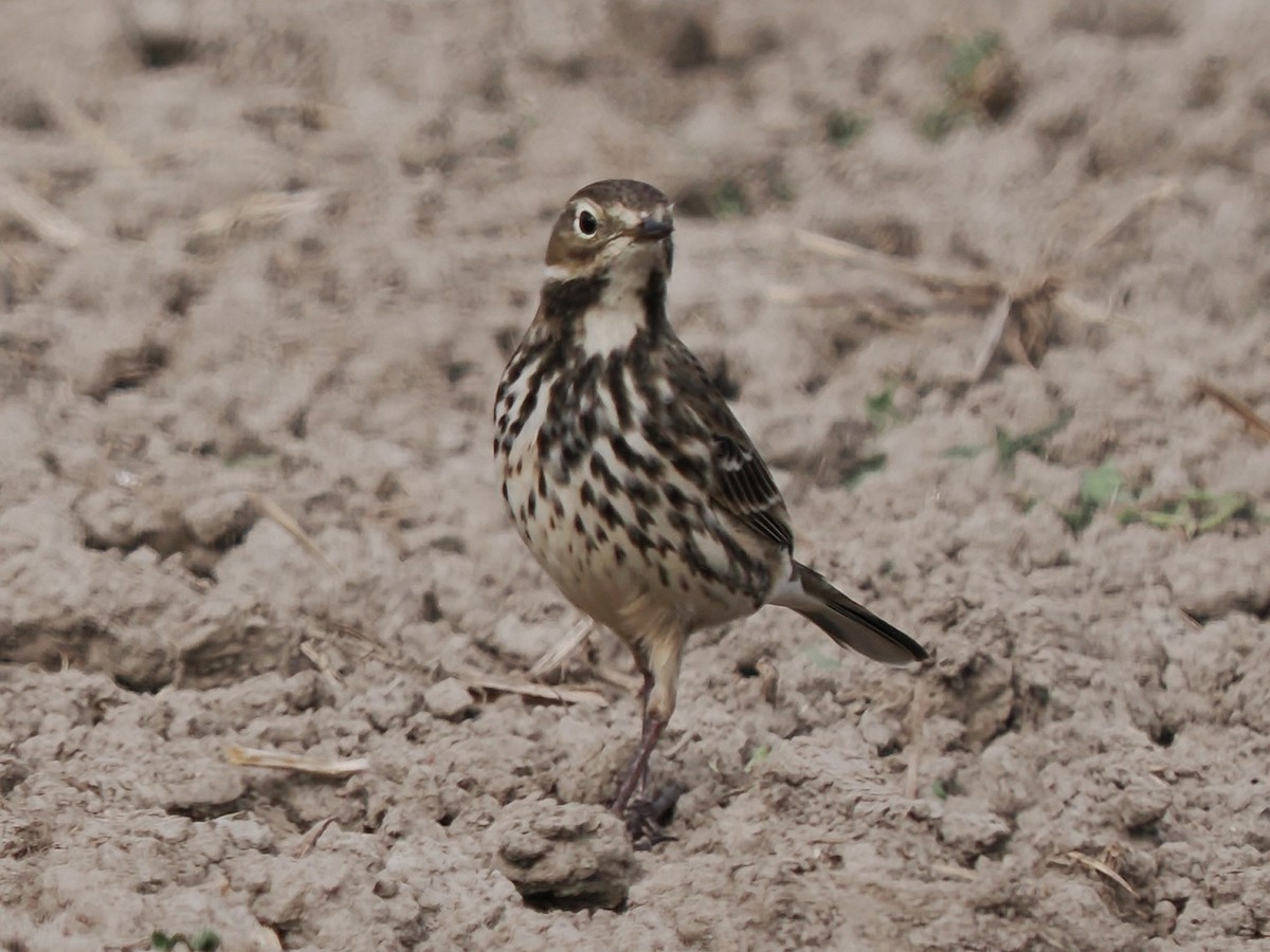 Siberian Pipit - ML646236731