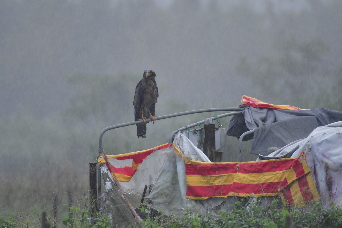 Crested Serpent-Eagle - ML646236739