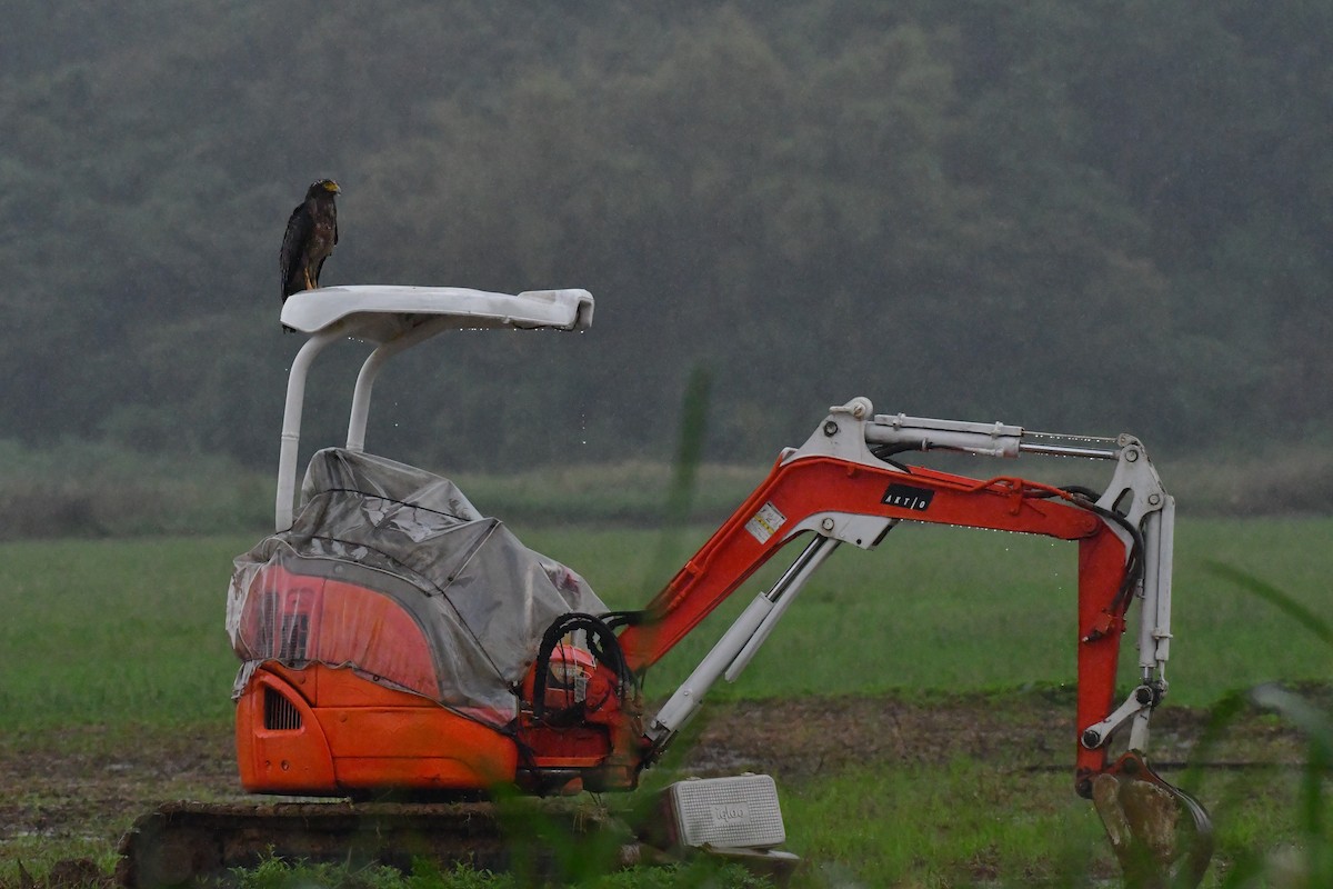 Crested Serpent-Eagle - ML646236740