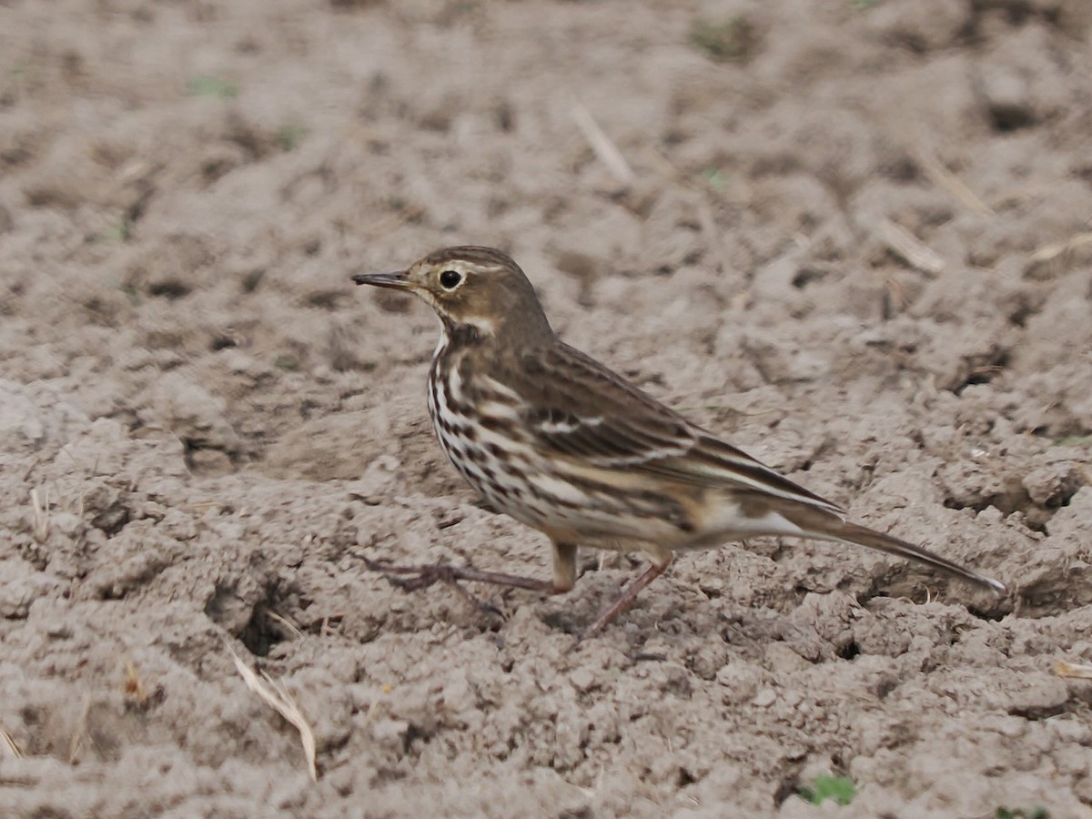 Siberian Pipit - ML646236743