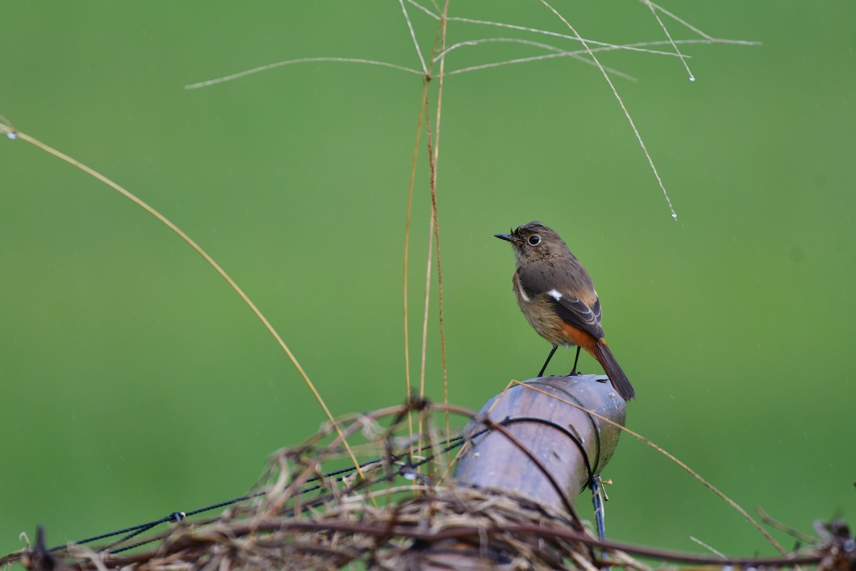 חכלילית סיבירית - ML646236744
