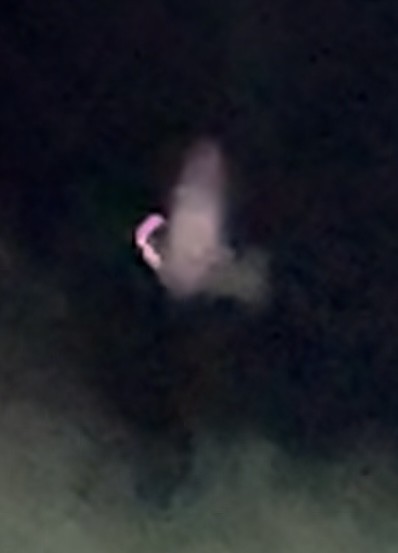 Large-tailed Nightjar - ML646236745