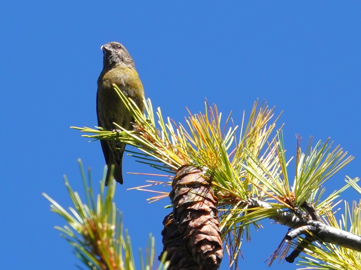 Wacholderkernbeißer - ML646236748