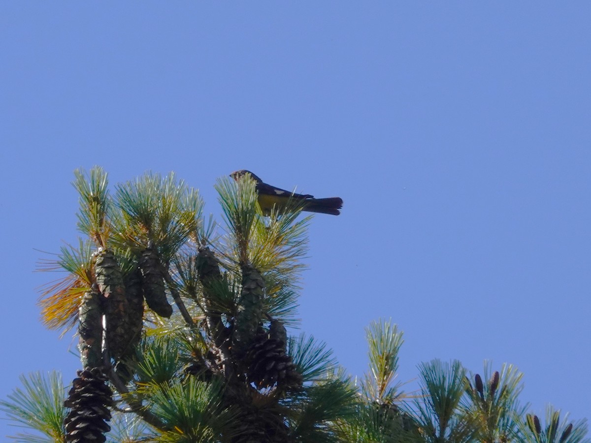 Wacholderkernbeißer - ML646236749