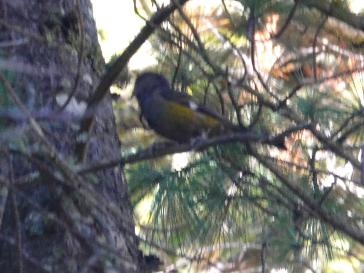 Wacholderkernbeißer - ML646236751