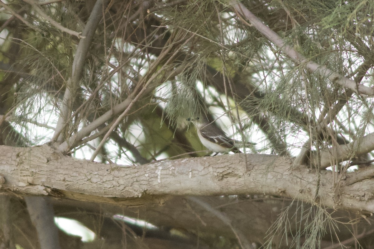 Semicollared Flycatcher - ML646236756