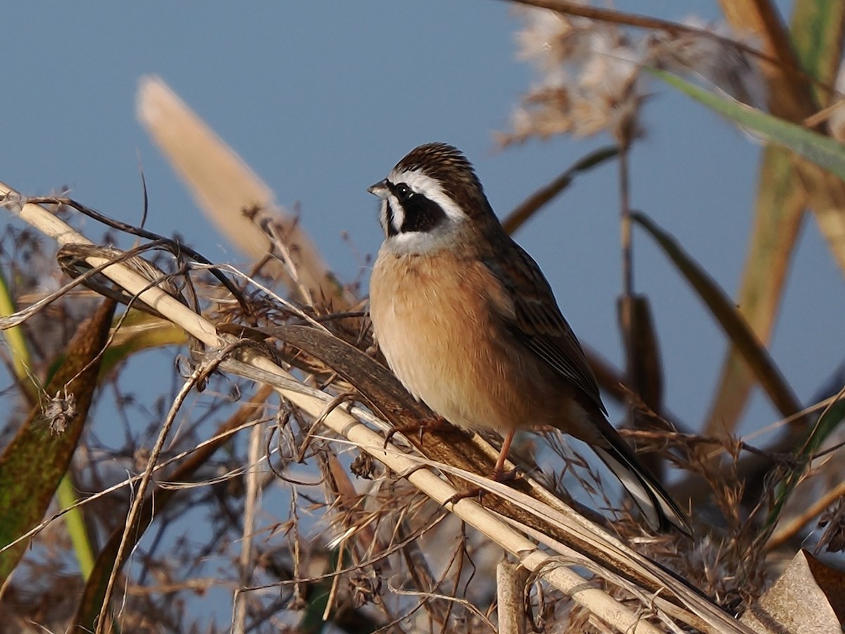 Meadow Bunting - ML646236758