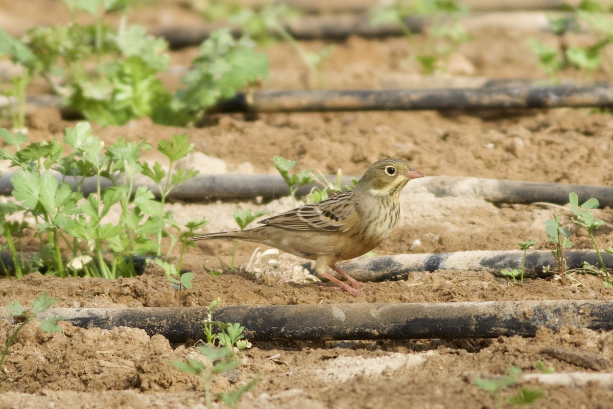 Ortolan Bunting - ML646236762