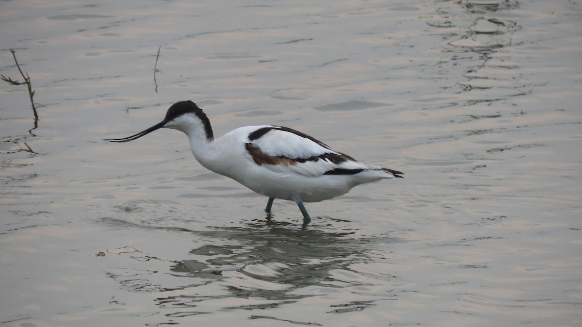 Чоботар синьоногий - ML646236765