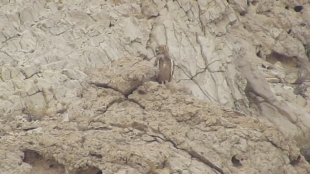 Пугач пустельний (підвид desertorum) - ML646236767