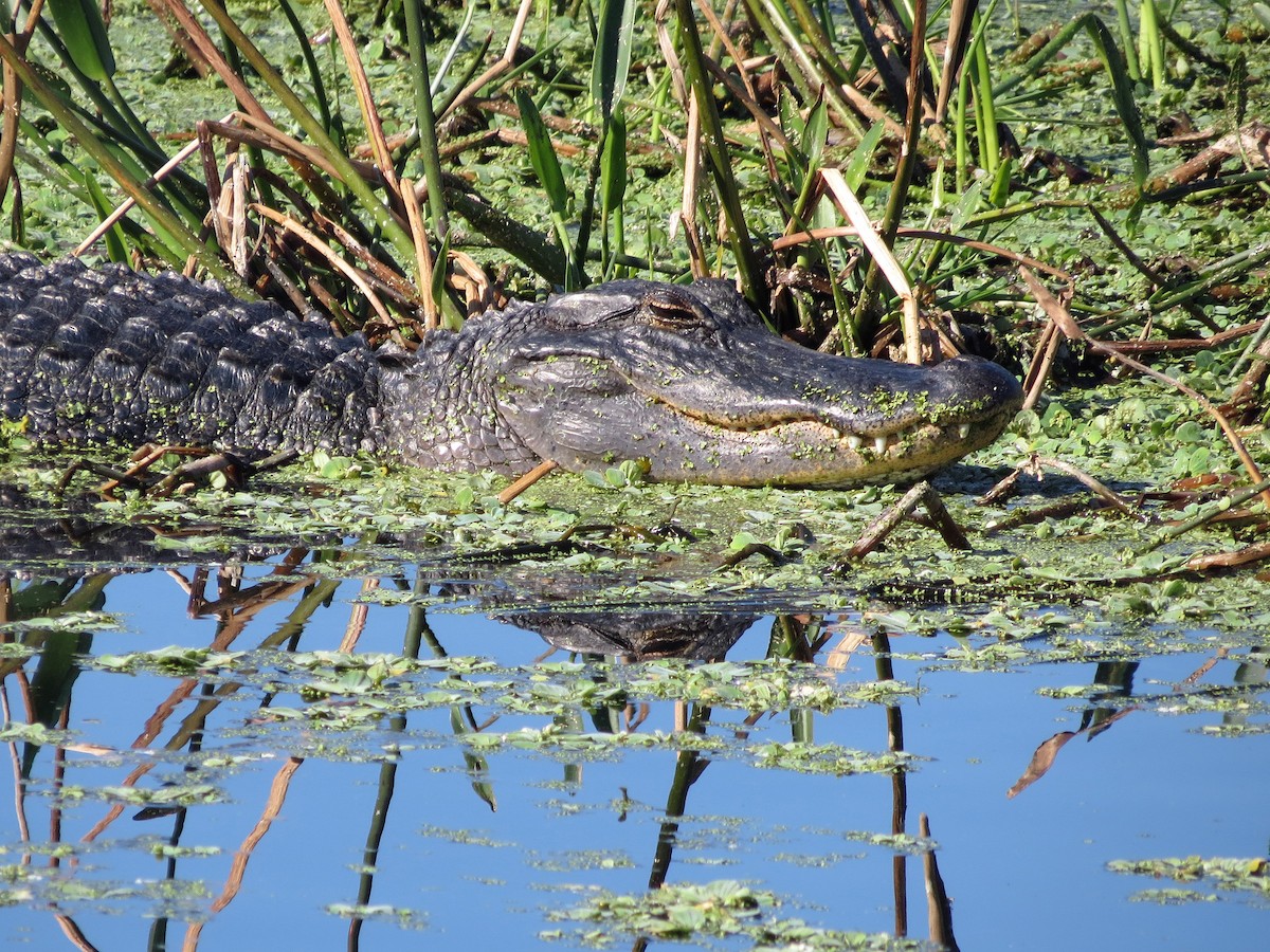 American Alligator - ML646236770