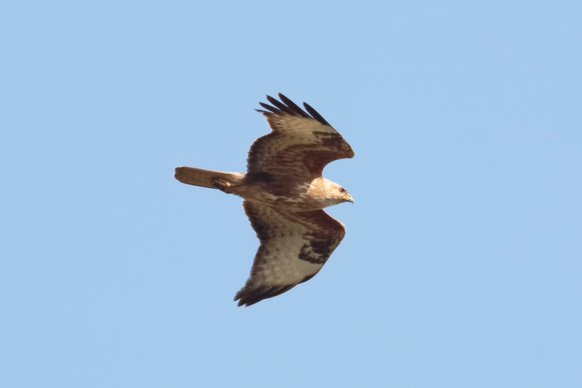 Common Buzzard (Steppe) - ML646236771