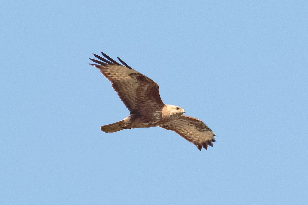 Common Buzzard (Steppe) - ML646236772