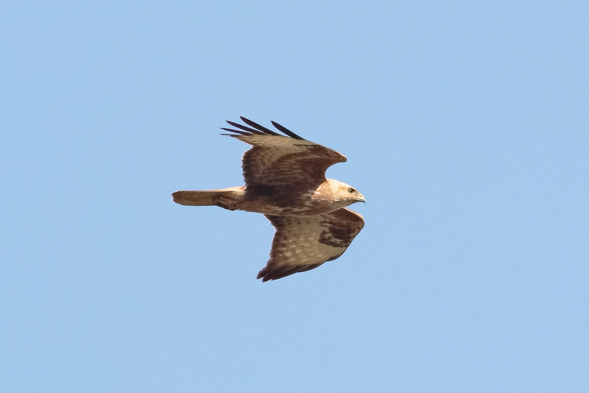 Common Buzzard (Steppe) - ML646236775