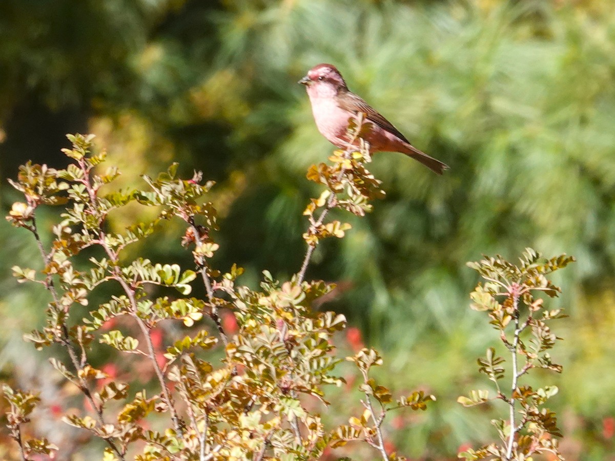 Чечевиця рожевоброва - ML646236781