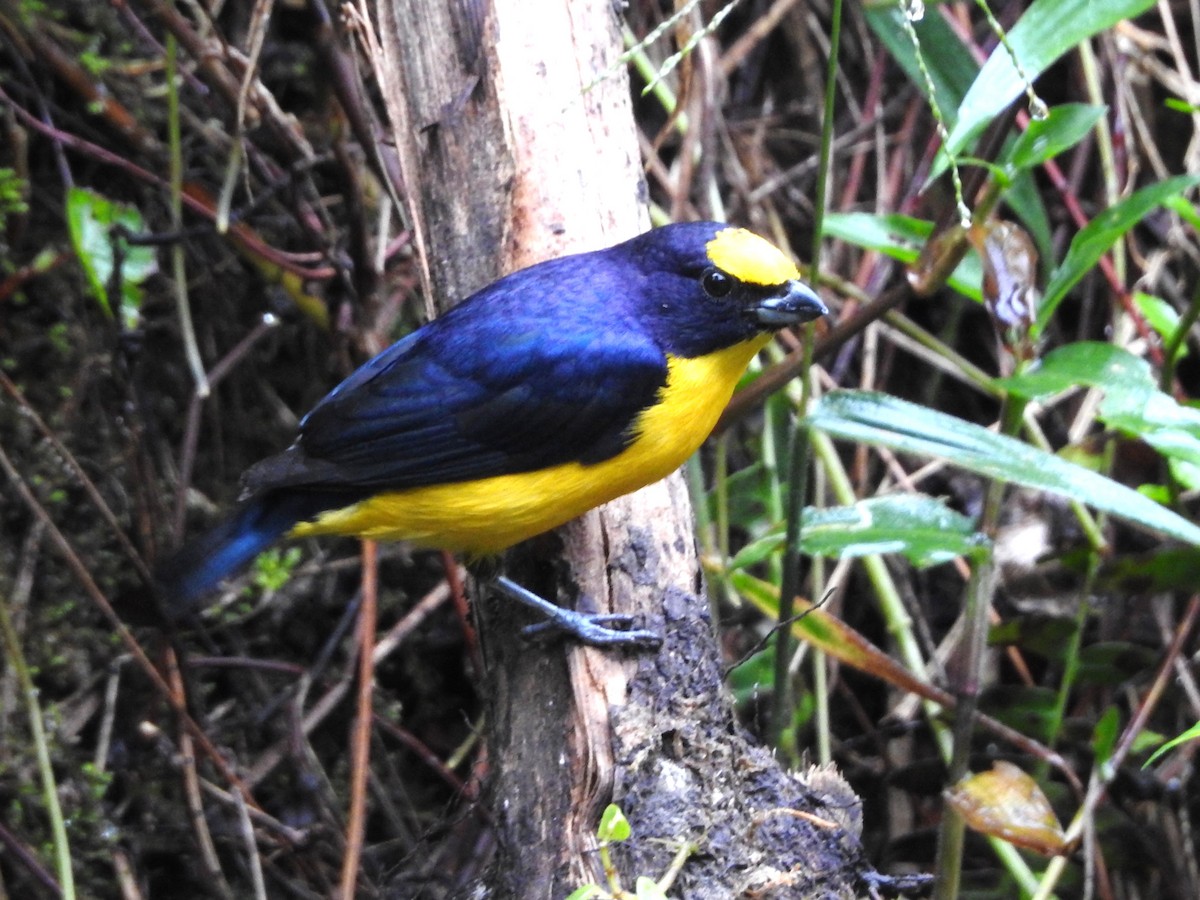 Гутурама західна - ML646236783