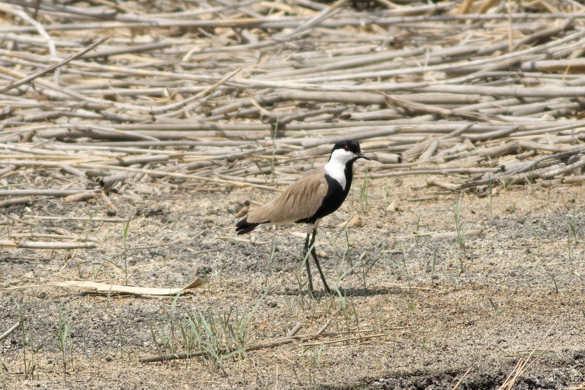 Чайка шпорова - ML646236784