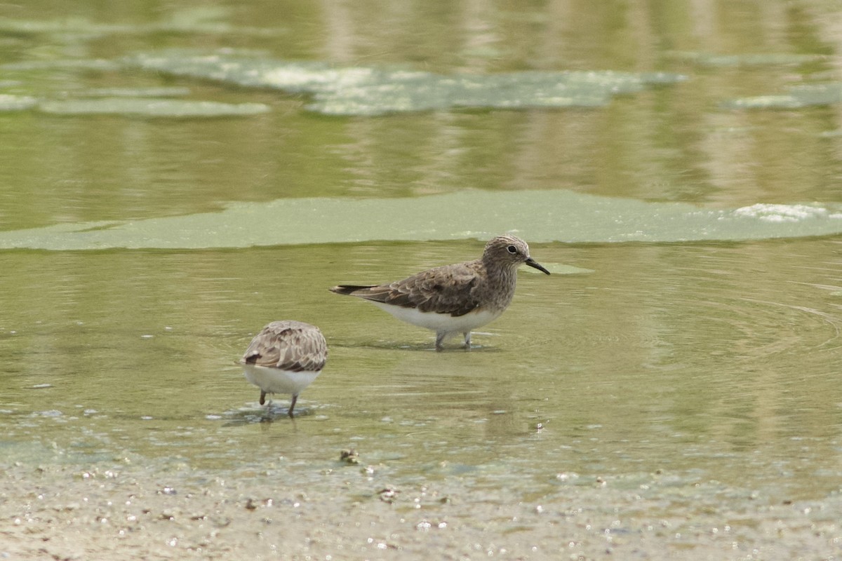 Побережник білохвостий - ML646236785