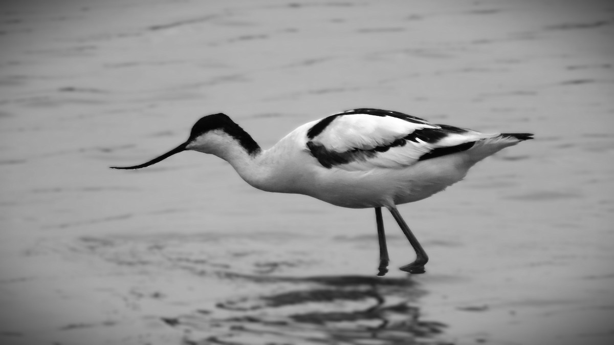 Чоботар синьоногий - ML646236786