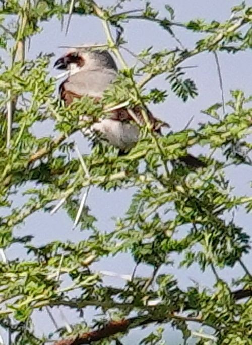 Сорокопуд чорнолобий - ML646236787