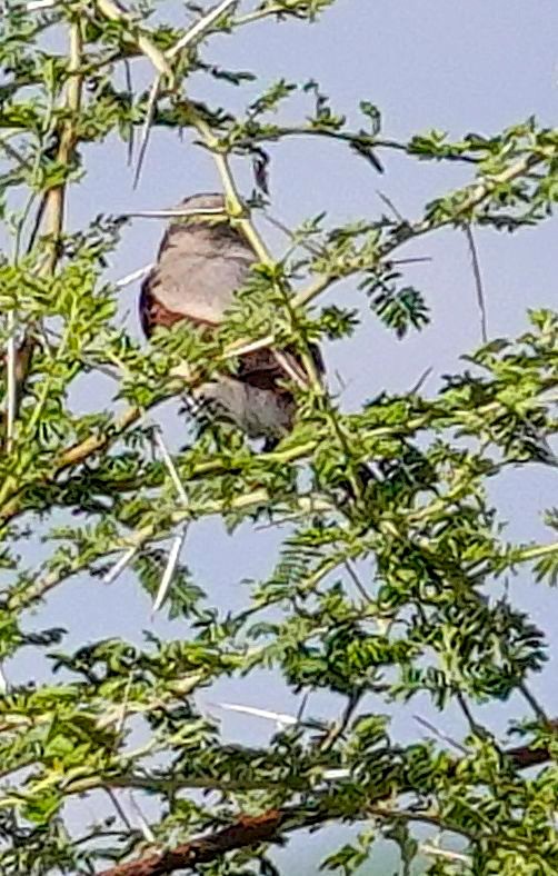 Сорокопуд чорнолобий - ML646236788