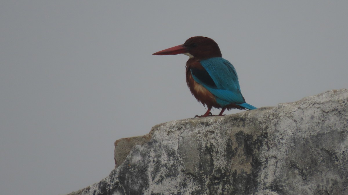 Альціон білогрудий - ML646236789