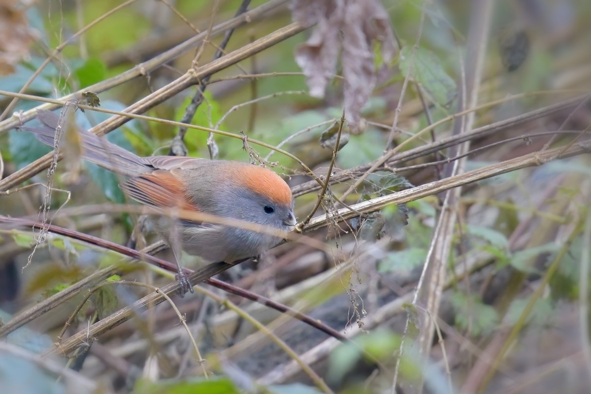 Сутора бура - ML646236790