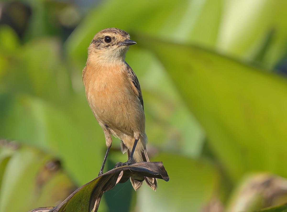 Трав'янка східна - ML646236792