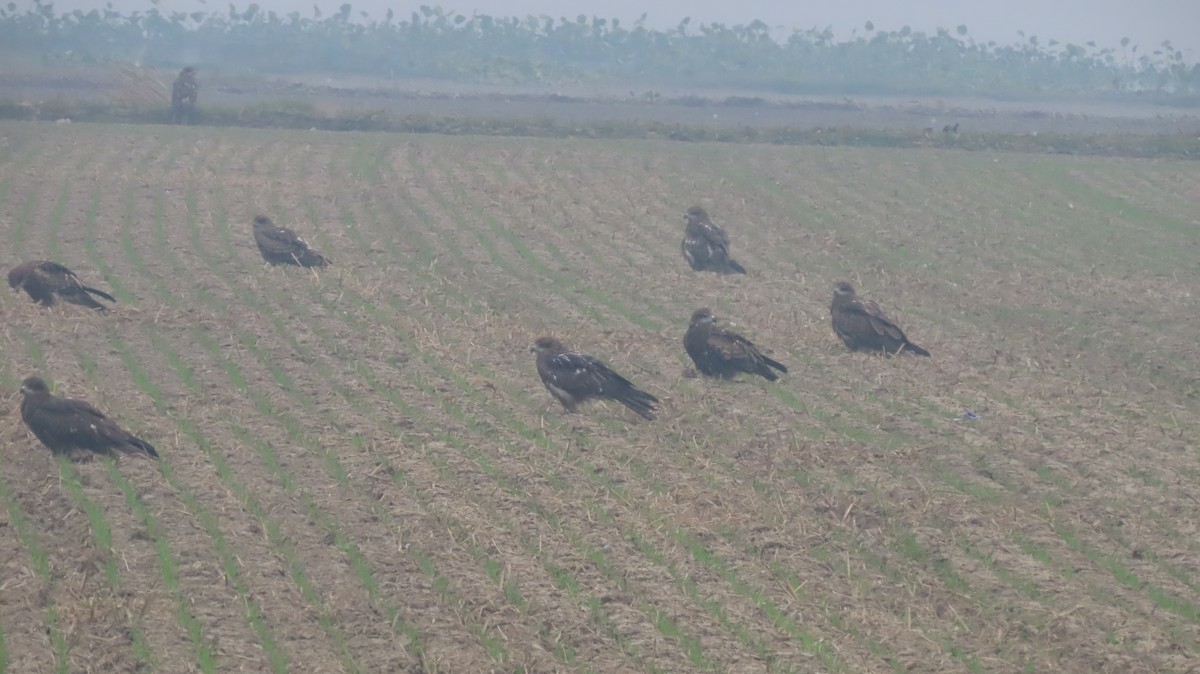 Шуліка чорний - ML646236793