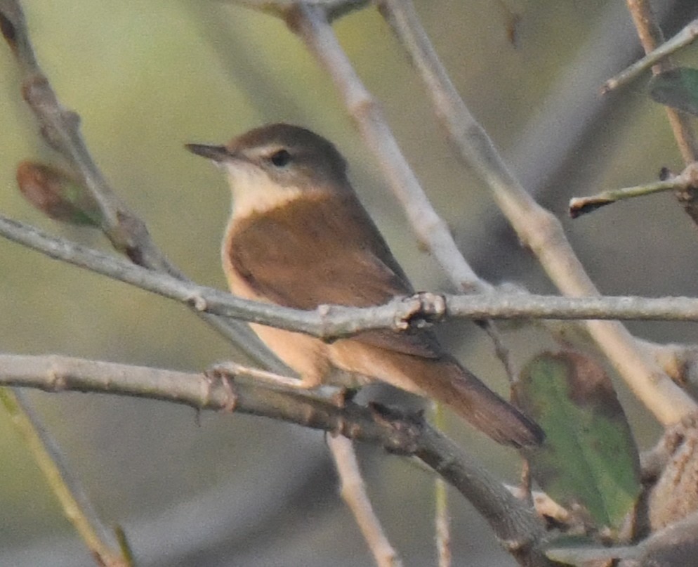 Кропив'янка товстодзьоба - ML646236794