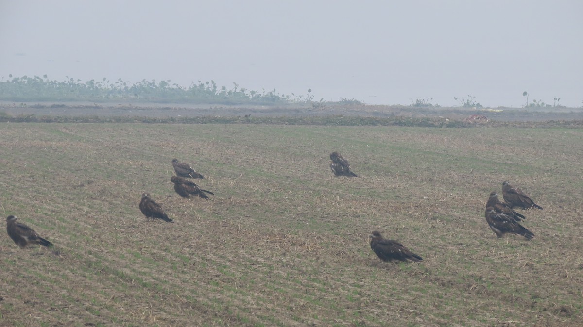 Шуліка чорний - ML646236796