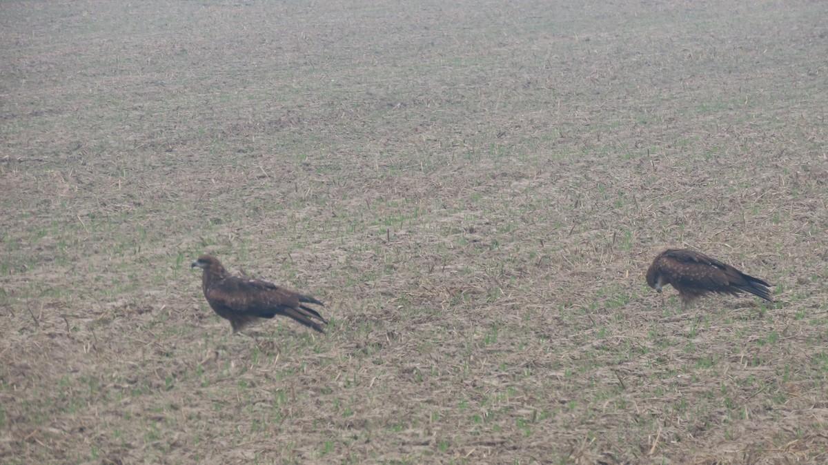 Шуліка чорний - ML646236797