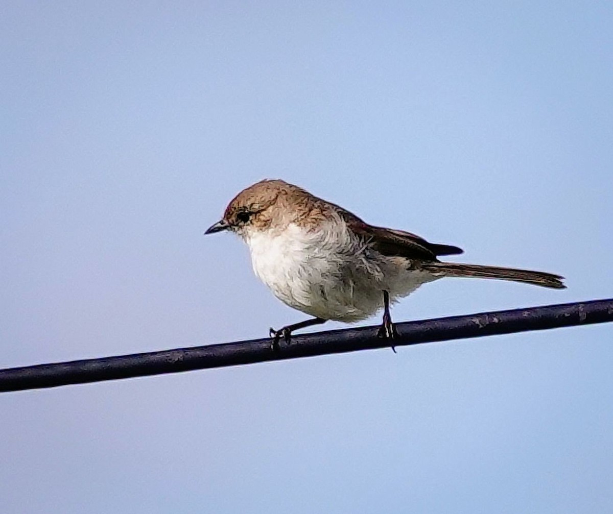 Мухарка білочерева - ML646236798