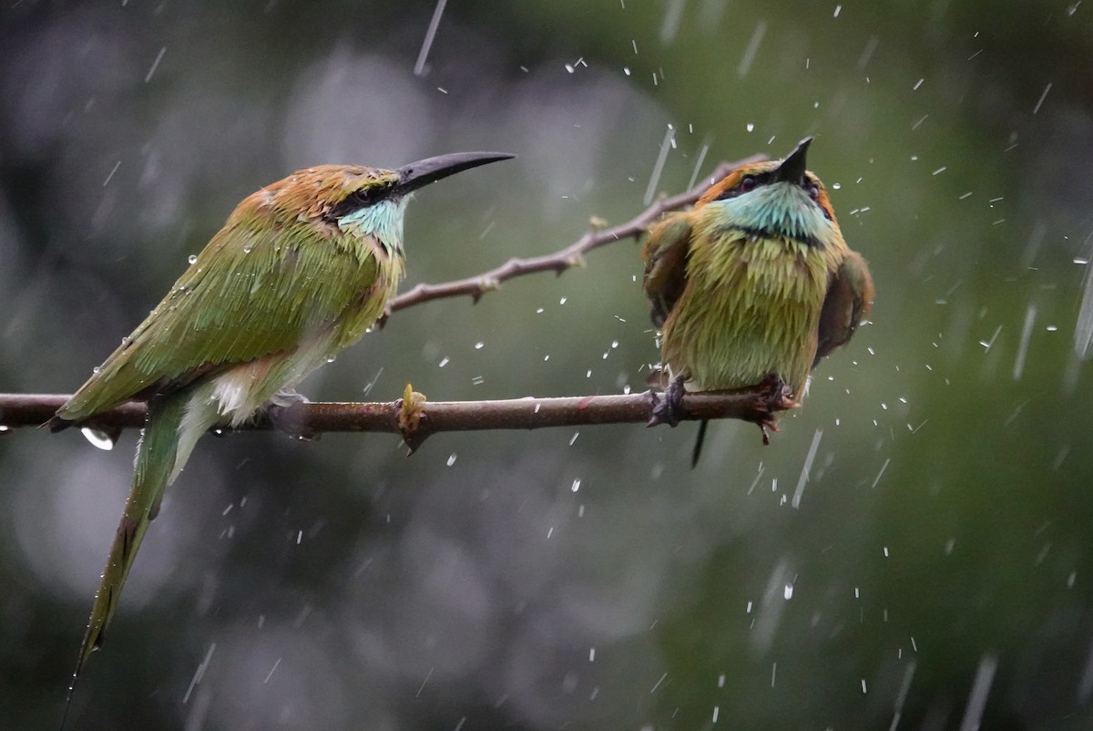 Бджолоїдка мала - ML646236799