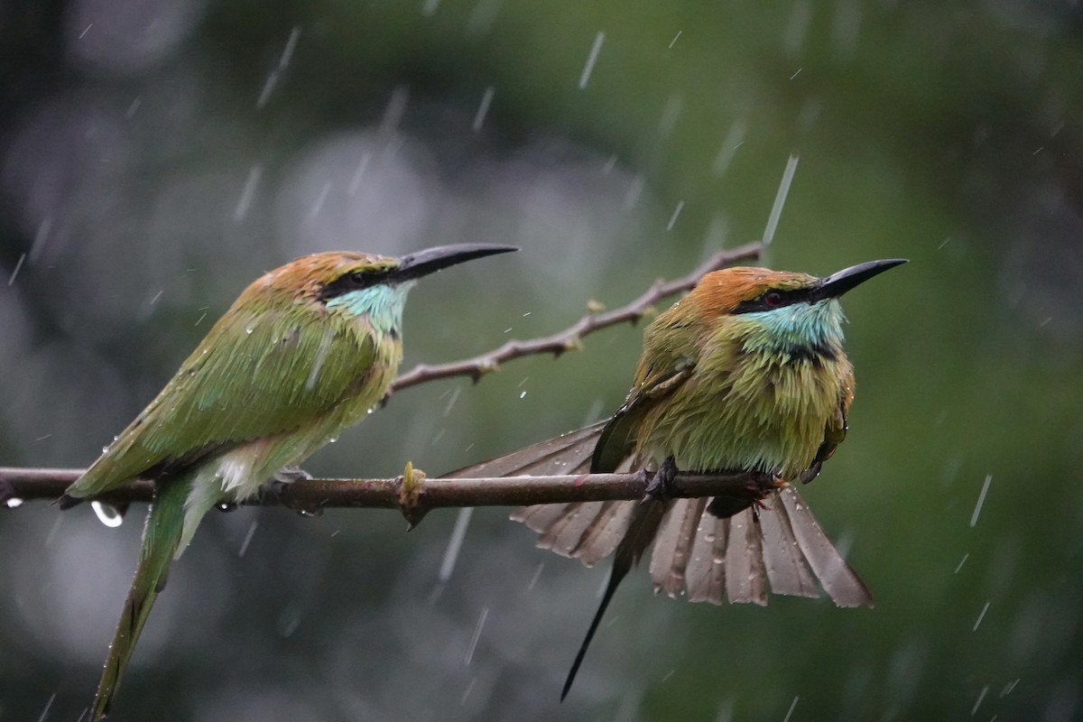 Бджолоїдка мала - ML646236800