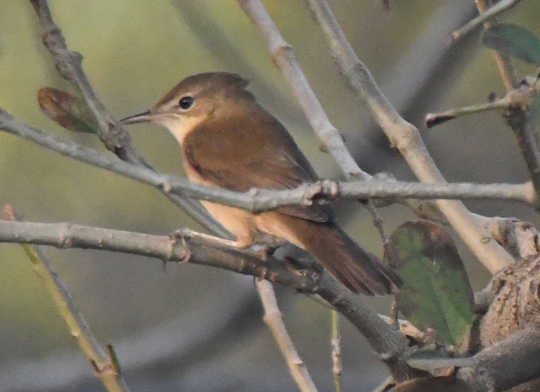 Кропив'янка товстодзьоба - ML646236801