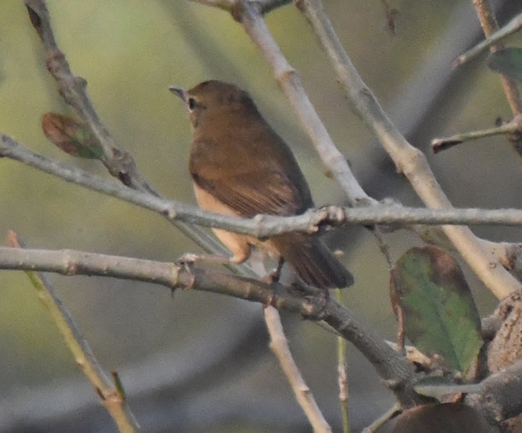 Кропив'янка товстодзьоба - ML646236804