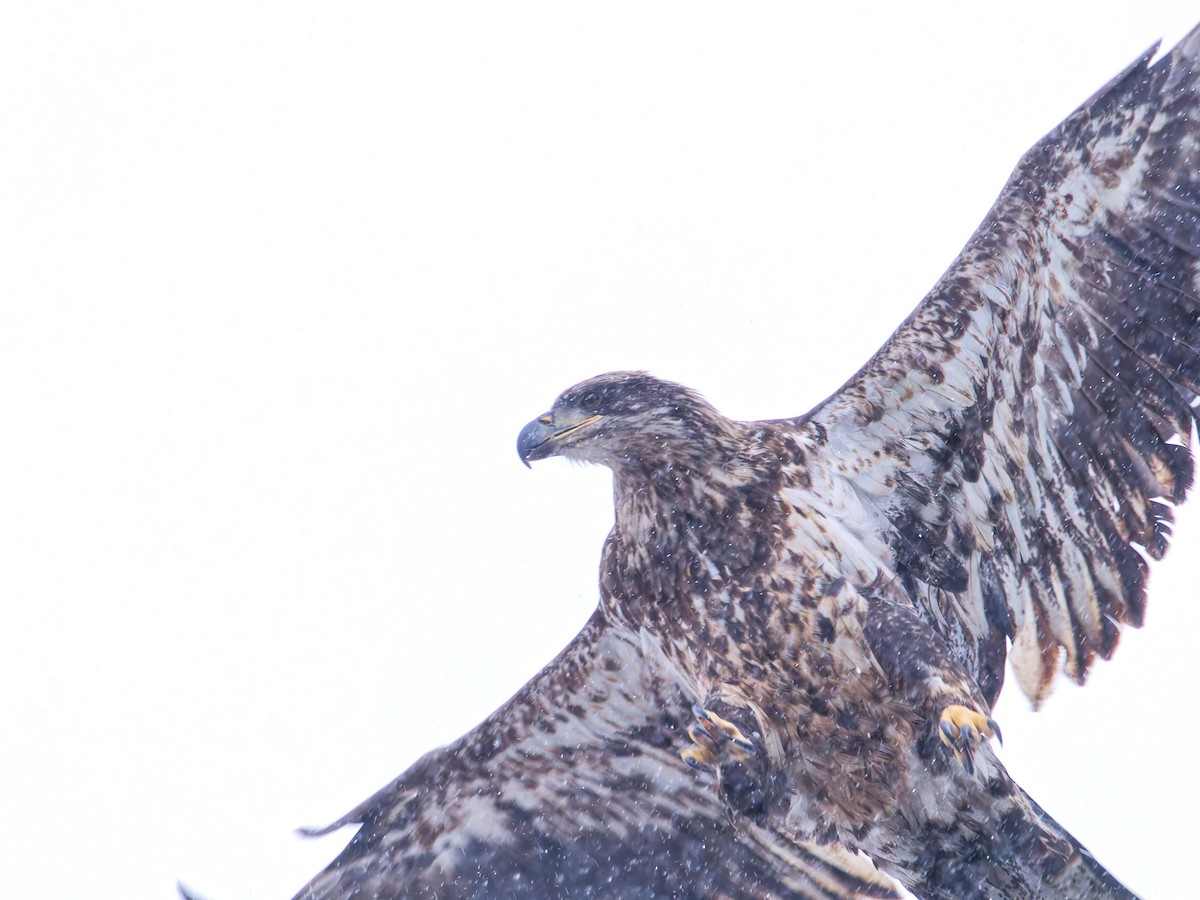 Орлан білоголовий - ML646236805