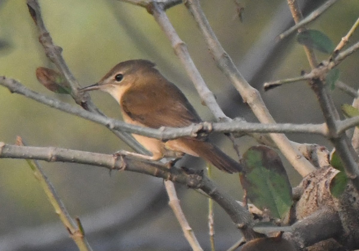 Кропив'янка товстодзьоба - ML646236806