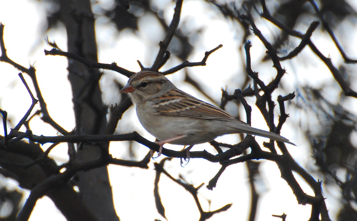 Карнатка білоброва - ML646236808