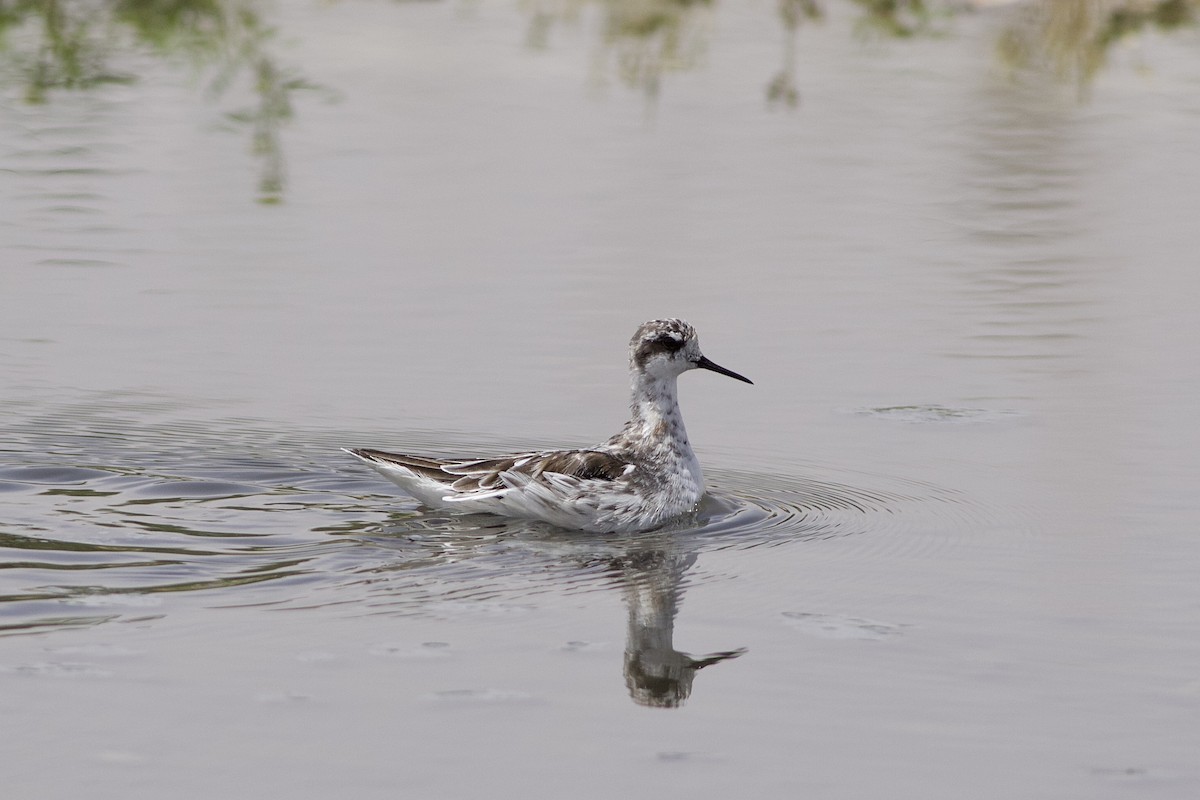Плавунець круглодзьобий - ML646236813