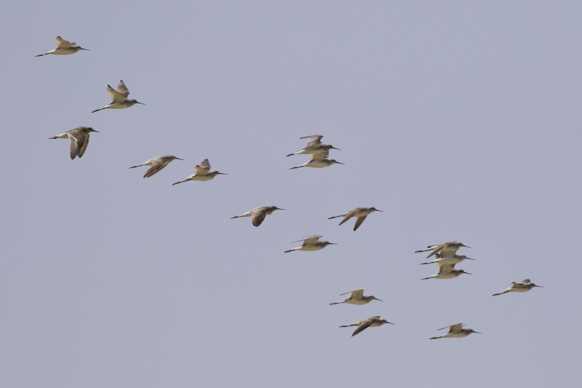 Marsh Sandpiper - ML646236815