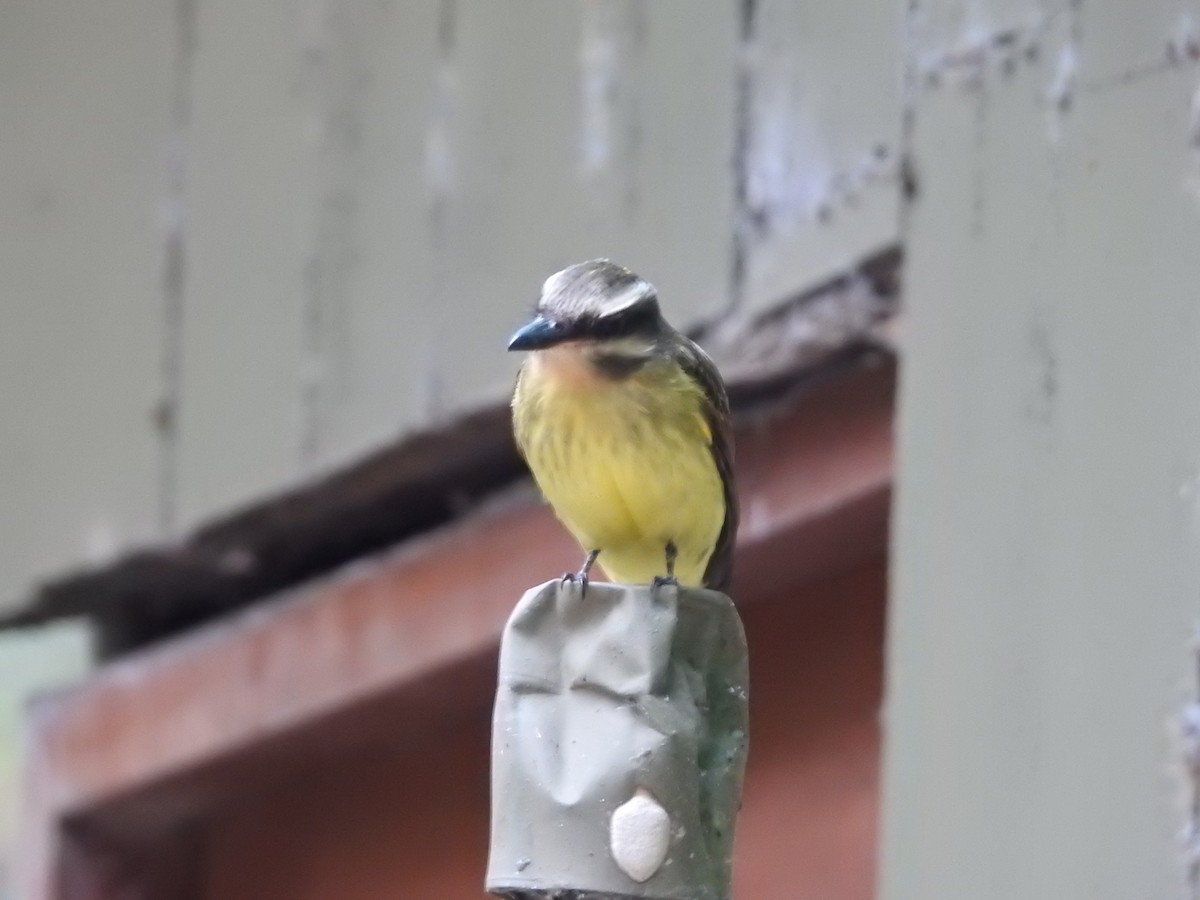 Golden-crowned Flycatcher - ML646236818