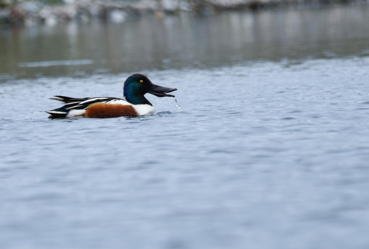 Northern Shoveler - ML646236824