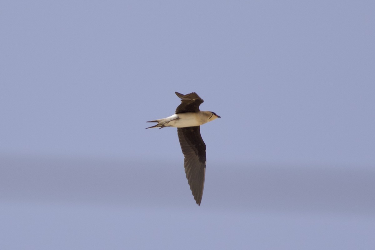 Black-winged Pratincole - ML646236825