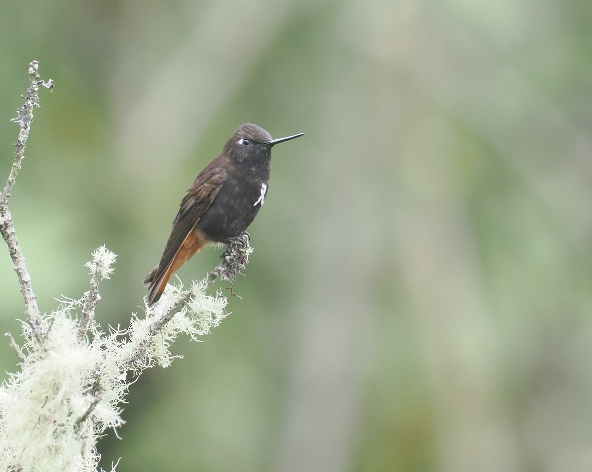 Schwarzkopfkolibri - ML646236826