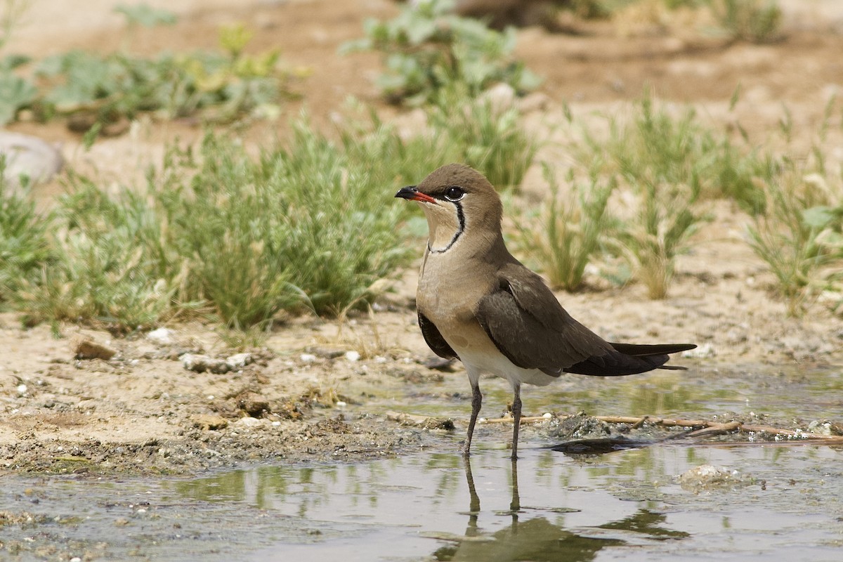 Rotflügel-Brachschwalbe - ML646236827
